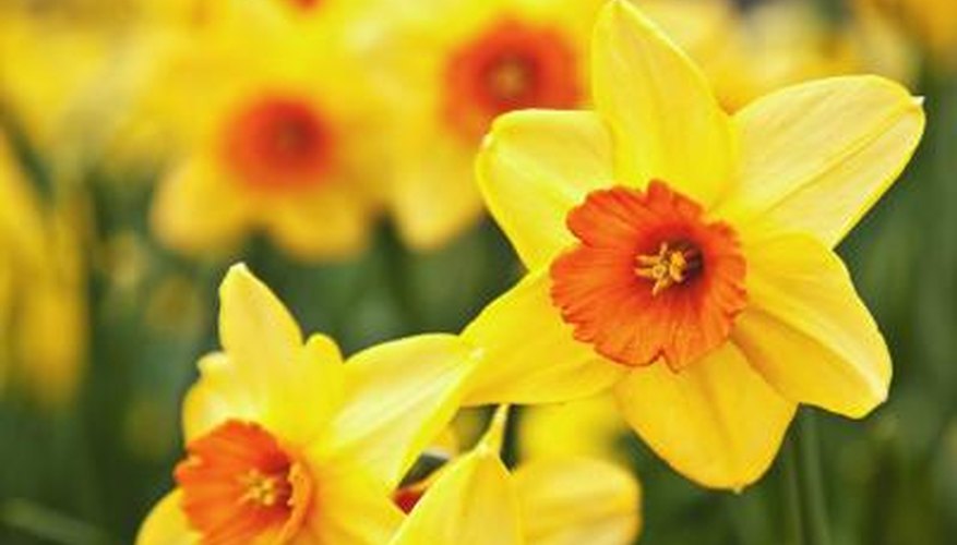Photo Credit: onepony/iStock/Getty Images FLowering plants have both male and female flowers.