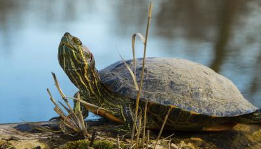 Life Cycle of a Turtle Life Cycle of a Turtle