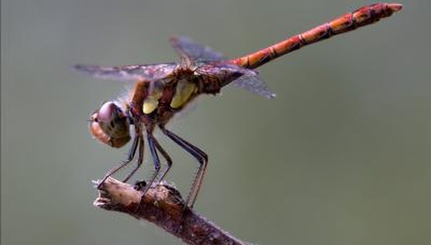 Photo Credit: lkpro/iStock/Getty Images Their total lifespan can be up to five years.