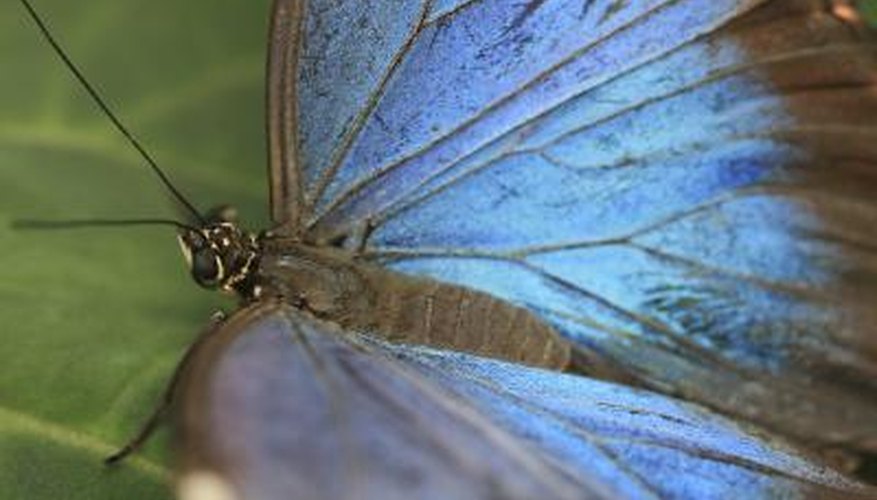 Photo Credit: tracy-williams-photography/iStock/Getty Images The beautiful Blue Morpho is an intriguing insect.