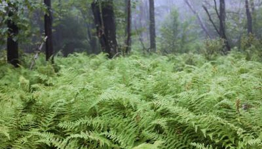 Photo Credit: Irina Lemberskaya/iStock/Getty Images Ferns can thrive in the shade.