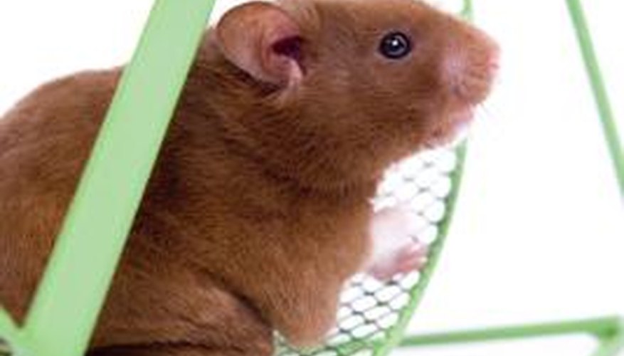 Hamster bedding can remove odor from the inside of boxing gloves. Hamster bedding can remove odor from the inside of boxing gloves.