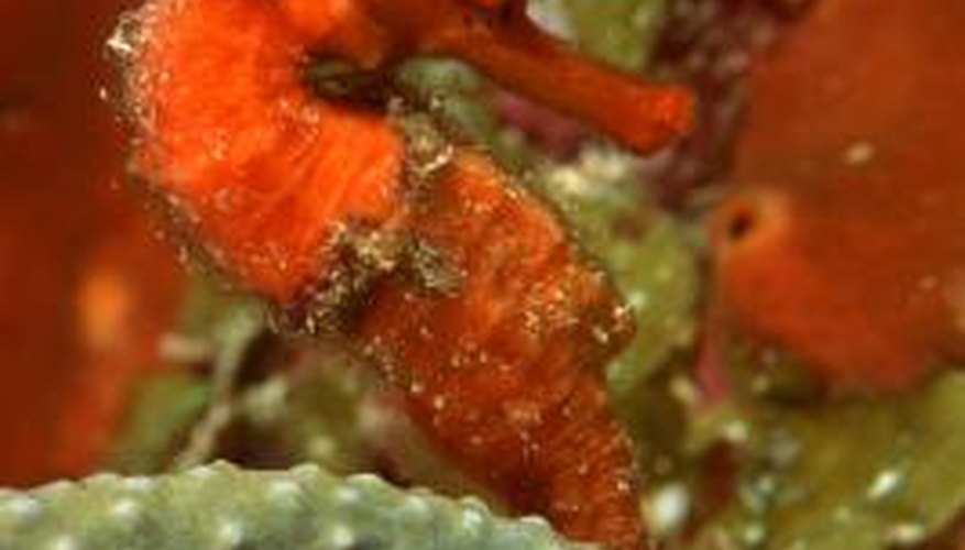 Seahorse Facts for Kids Biology Diagrams
