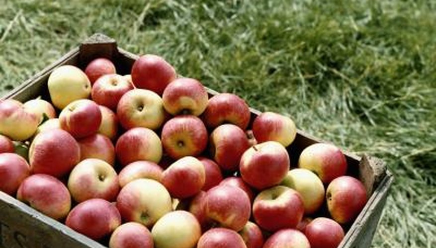 Crate of apples