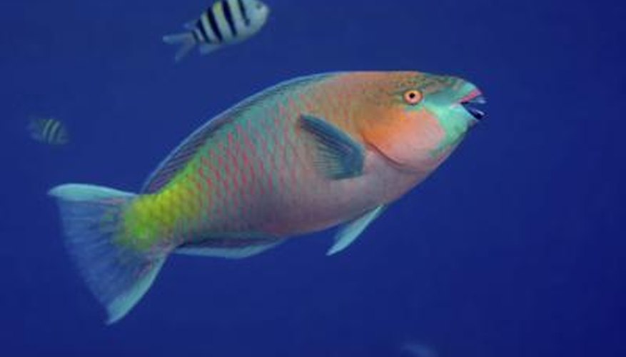 Photo Credit: lilithlita/iStock/Getty Images A parrot fish swims in the Red Sea.