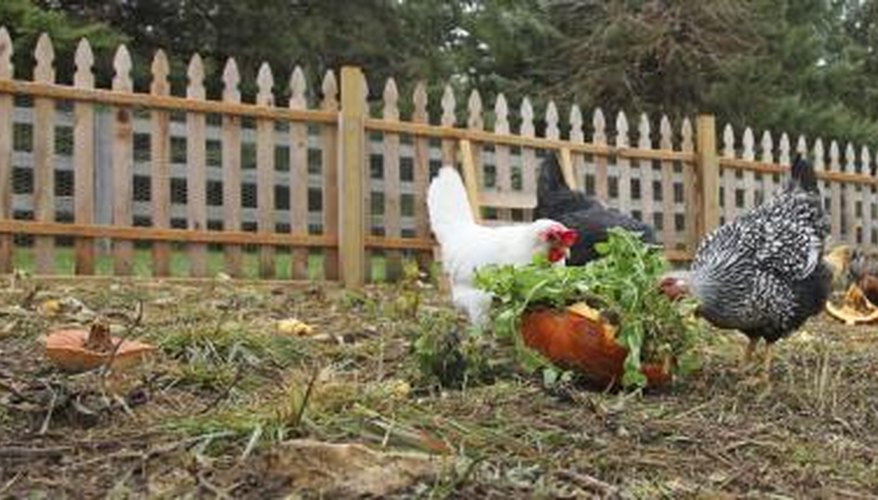 Chickens in garden Chickens in garden