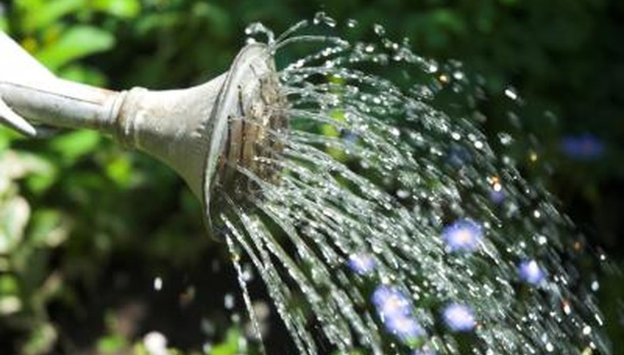 Over or under-watering may be the problem. Over or under-watering may be the problem.