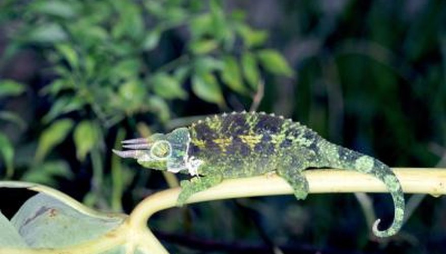 The substrate you use will depend on what type of animal you are keeping. The substrate you use will depend on what type of animal you are keeping.