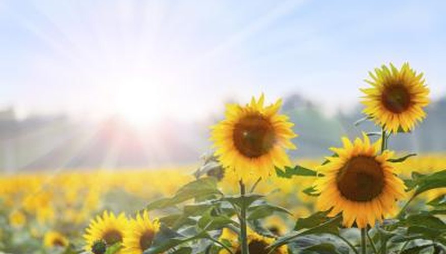 Solar thermal power can only be used when the sun is shining. Solar thermal power can only be used when the sun is shining.