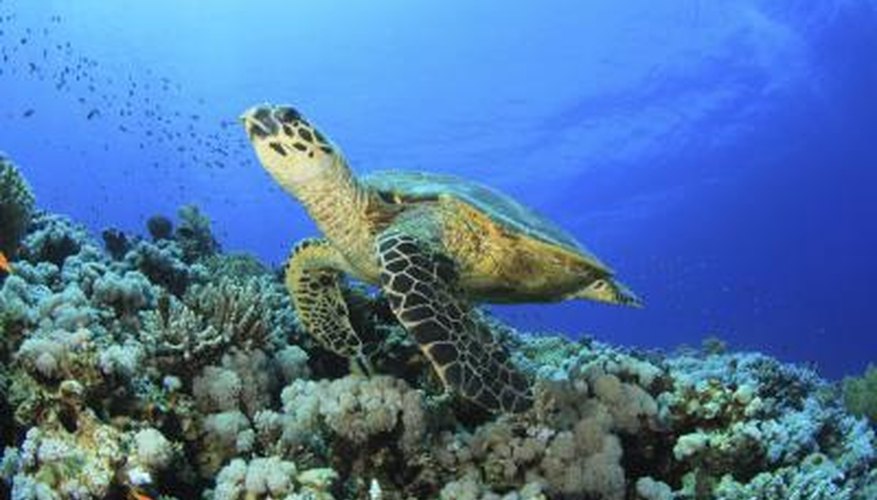 A sea turtle. A sea turtle.