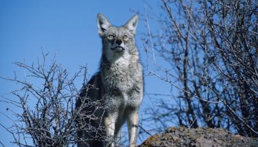A coyote stands on a hill in North America. A coyote stands on a hill in North America.