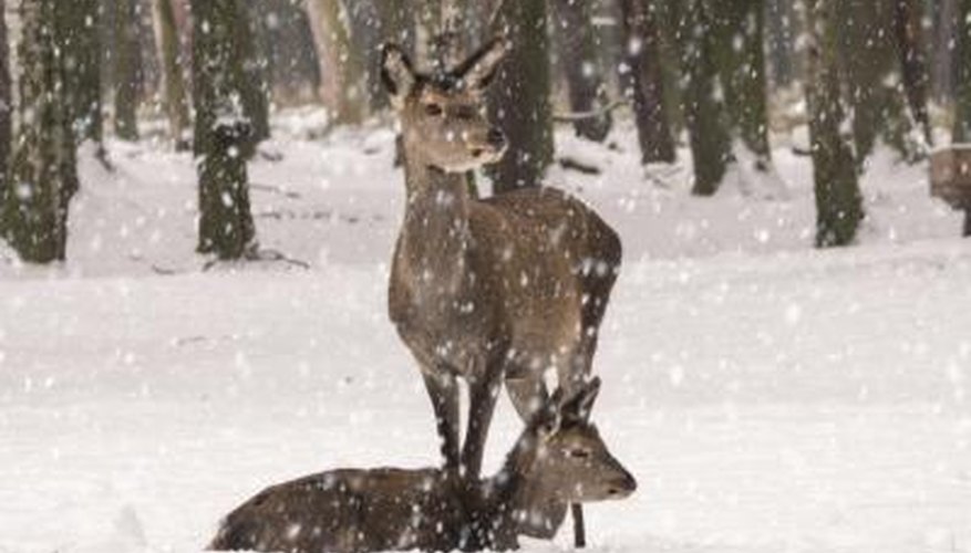 Photo Credit: pictureimpressions/iStock/Getty Images winter in the forest