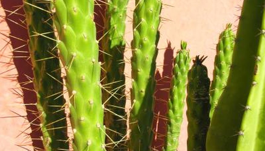Photo Credit: Jeremy Scott/iStock/Getty Images Cacti have spines instead of leaves.