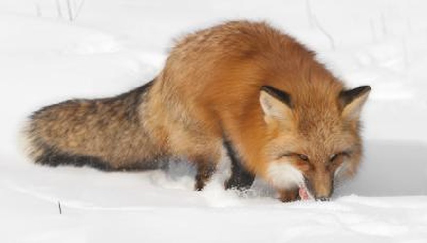 The red fox enjoys a snack in the snow. The red fox enjoys a snack in the snow.