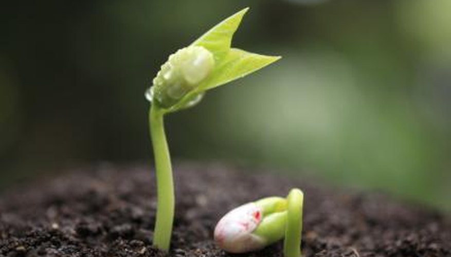 Photo Credit: plusphoto/iStock/Getty Images New plants are