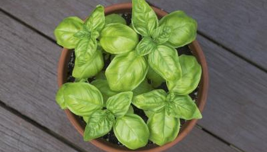 Basil needs well-drained soil and six to eight hours of sunlight. Basil needs well-drained soil and six to eight hours of sunlight.