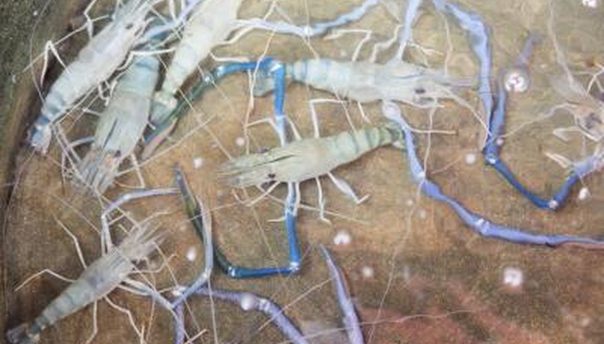 Giant river prawns Giant river prawns
