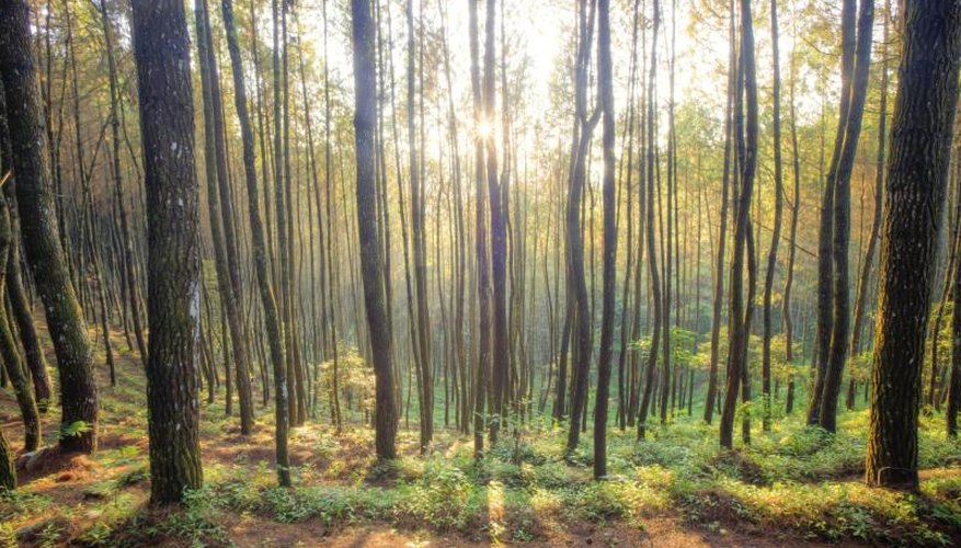 Pine trees in forest. Pine trees in forest.