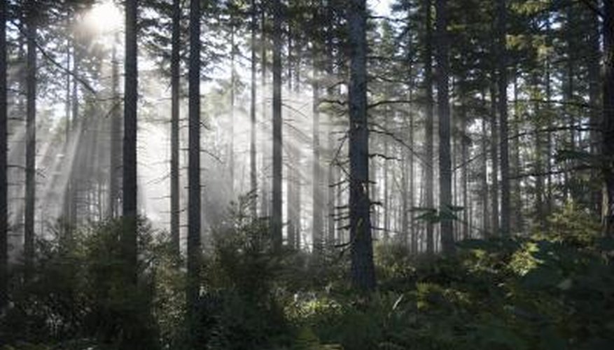 A beautiful forest in Washington. A beautiful forest in Washington.