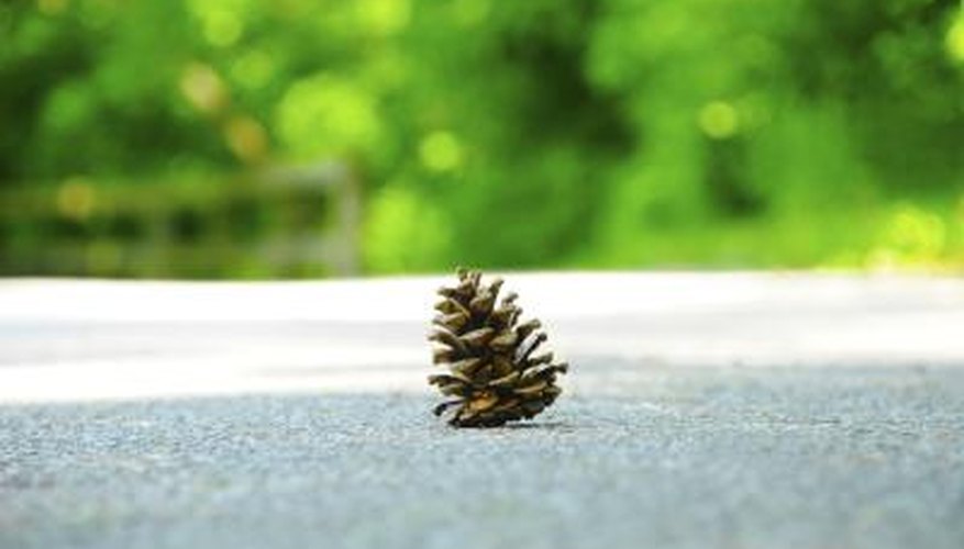 Photo Credit: carlosbezz/iStock/Getty Images pine cone in middle of road