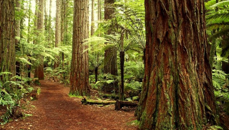 The Redwood forest in California. The Redwood forest in California.