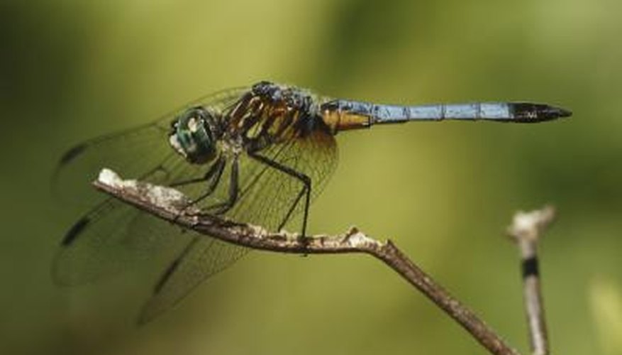 Photo Credit: moodboard/moodboard/Getty Images Dragonflies start their life as eggs.