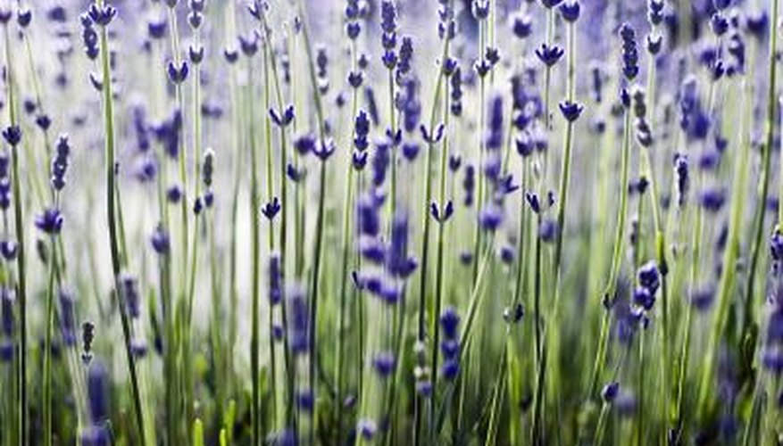 Biotic factor are living things such as plants. Biotic factor are living things such as plants.