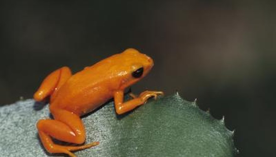 Golden frog in rainforest. Golden frog in rainforest.