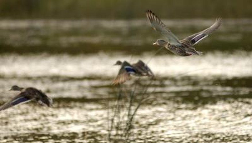 Photo Credit: Ingram Publishing/Ingram Publishing/Getty Images Each part of an ecosystem is essentail to it's survival.