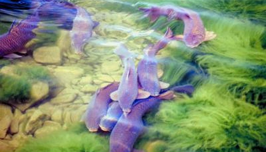several species of catfish including the billhead are popular choices several species of catfish including the billhead are popular choices