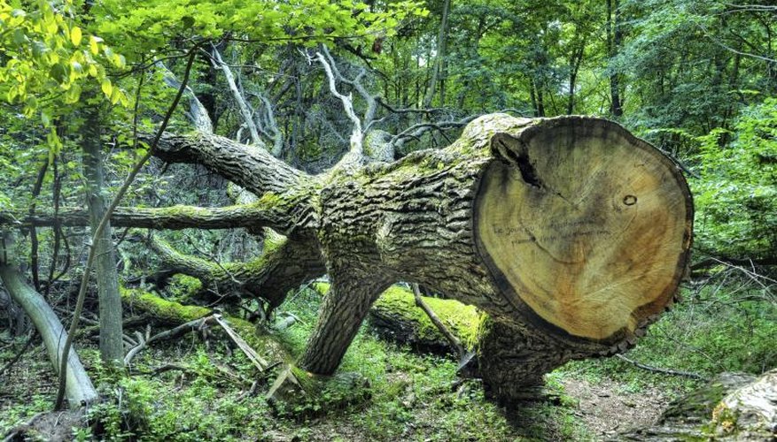 White oak tree that has been chopped down. White oak tree that has been chopped down.