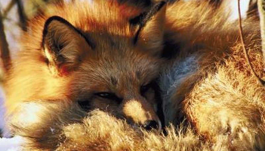 A closeup of a red fox. A closeup of a red fox.