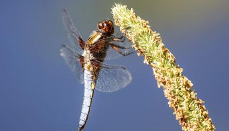 Photo Credit: Lightboxx/iStock/Getty Images Reeds and lilies attract dragonflies.