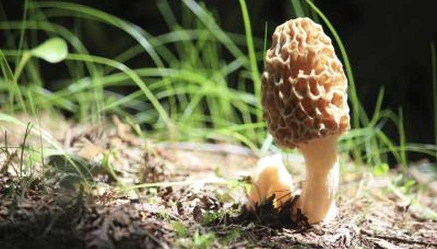 Photo Credit: bl1on2de/iStock/Getty Images Washington State Mushroom Hunting
