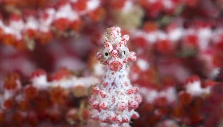 Photo Credit: LeventKonuk/iStock/Getty Images They an blend into the background to evade predators.