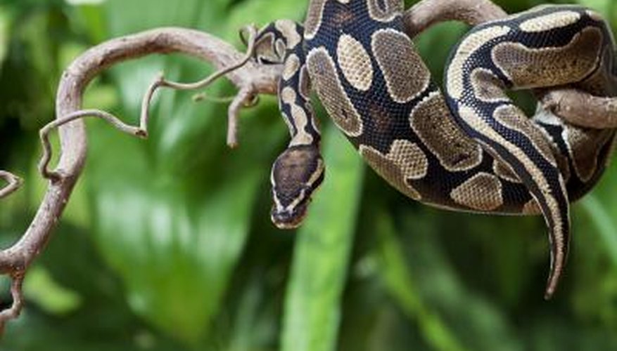 Food Chain of Animals in the Rain Forest | Sciencing