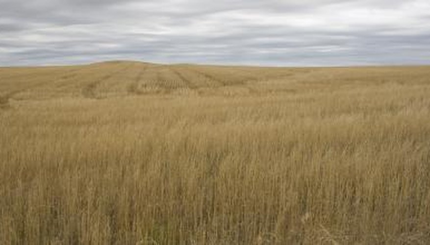Grasslands. Grasslands.
