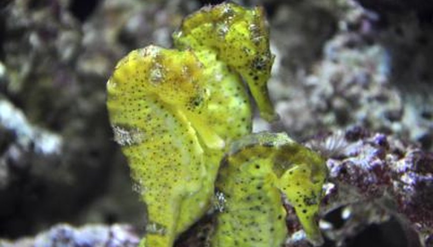 Photo Credit: Rhonda Suka/iStock/Getty Images Seahorse couples mate for life.