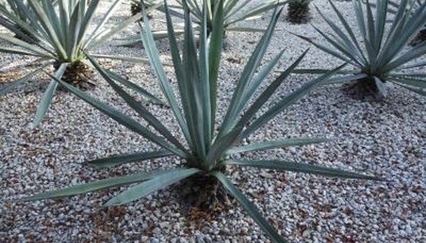 Photo Credit: malven57/iStock/Getty Images Certain plants are adapted for desert life.