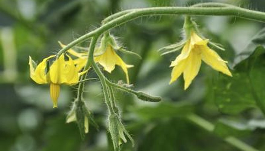 Why do Some Tomato Plants Bloom But Produce No Fruit? | Garden Guides