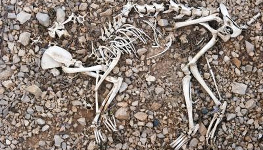 Photo Credit: tom malorny/iStock/Getty Images Animal bones.