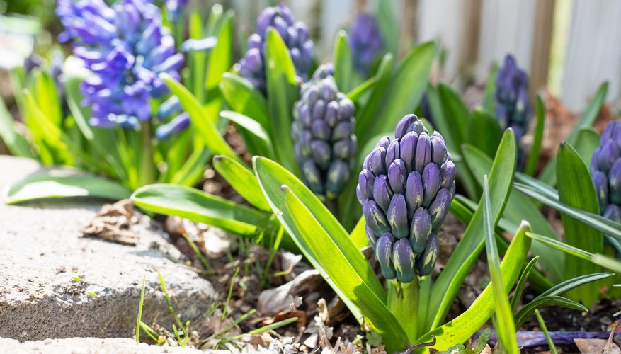 Are Hyacinths Perennials? | Garden Guides