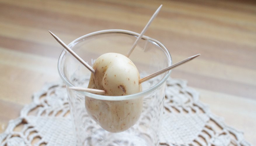 grow potato in water experiment