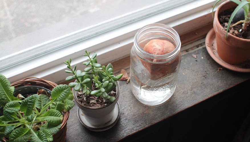 How to Grow a Potato in Water for a Science Project | Sciencing