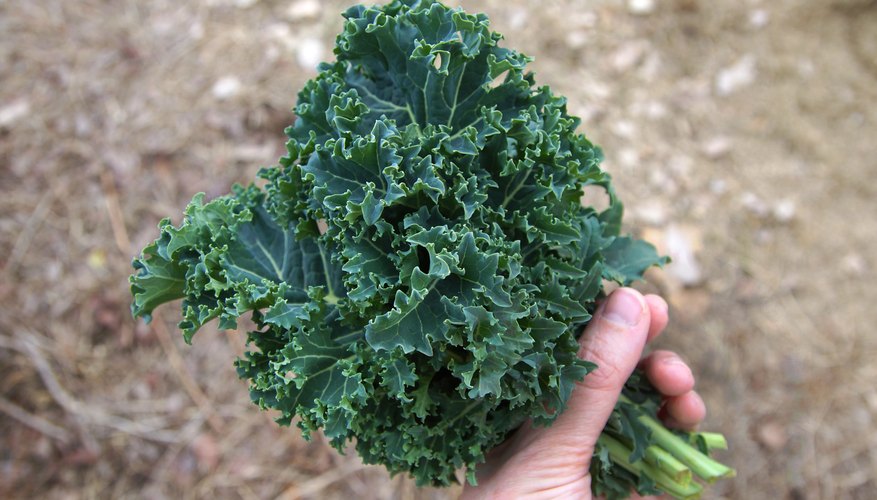 How to Naturally Kill Bugs on Kale | HomeSteady