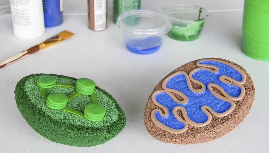 How to Build a 3D Model for Cell Biology Projects
