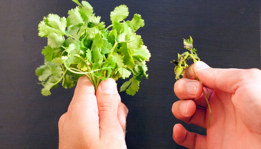 How to Freeze or Dry Cilantro Garden Guides