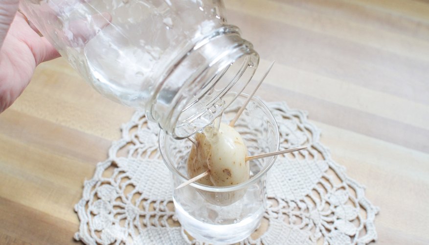 grow potato in water experiment