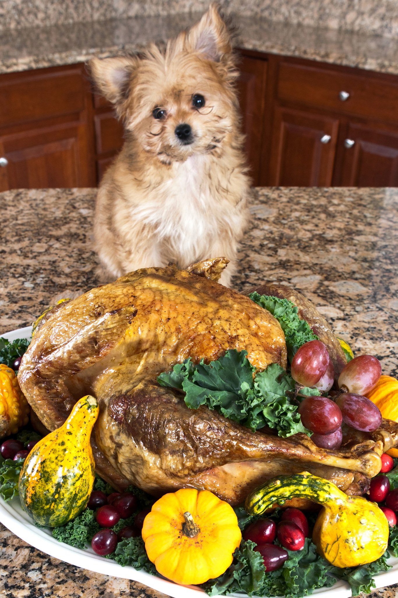 Thanksgiving Leftovers You Can Give Your Pet And Those