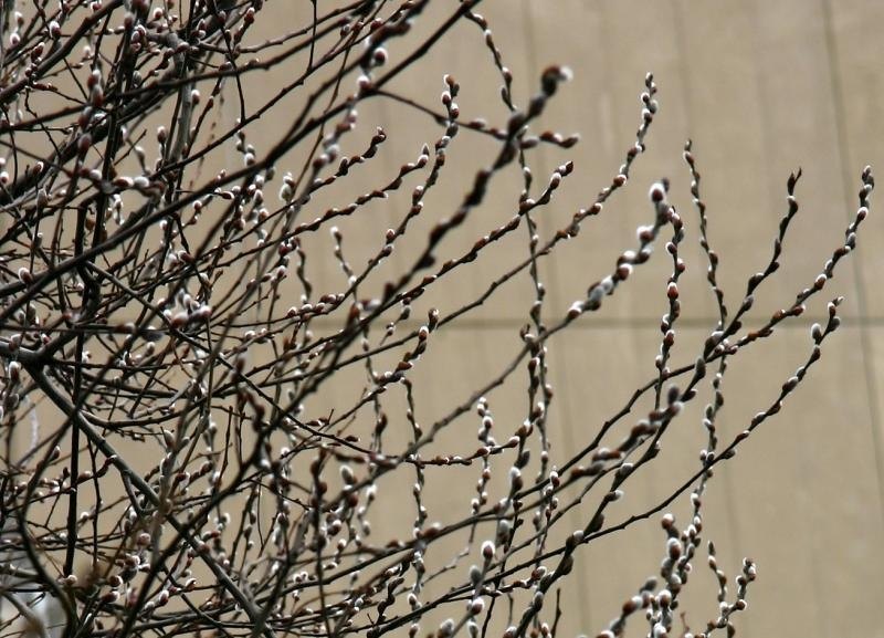 How to Trim Pussy Willow Trees eHow